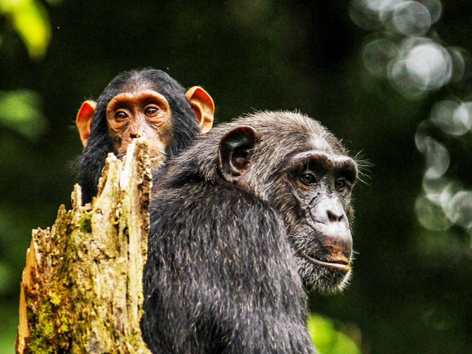 4 Days Sport Fishing & Chimpanzee Trekking