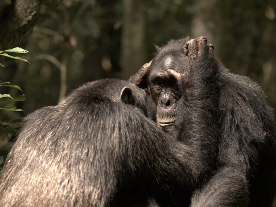 7 Days Uganda Wildlife Safari