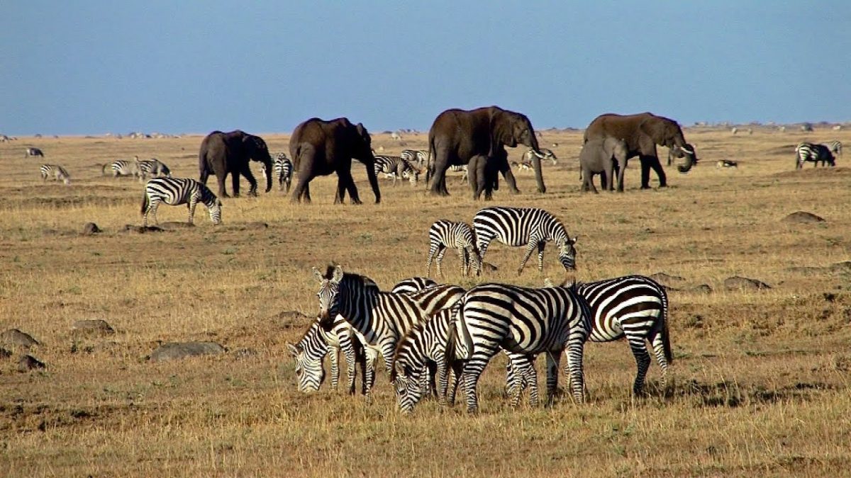 Kenya Safaris