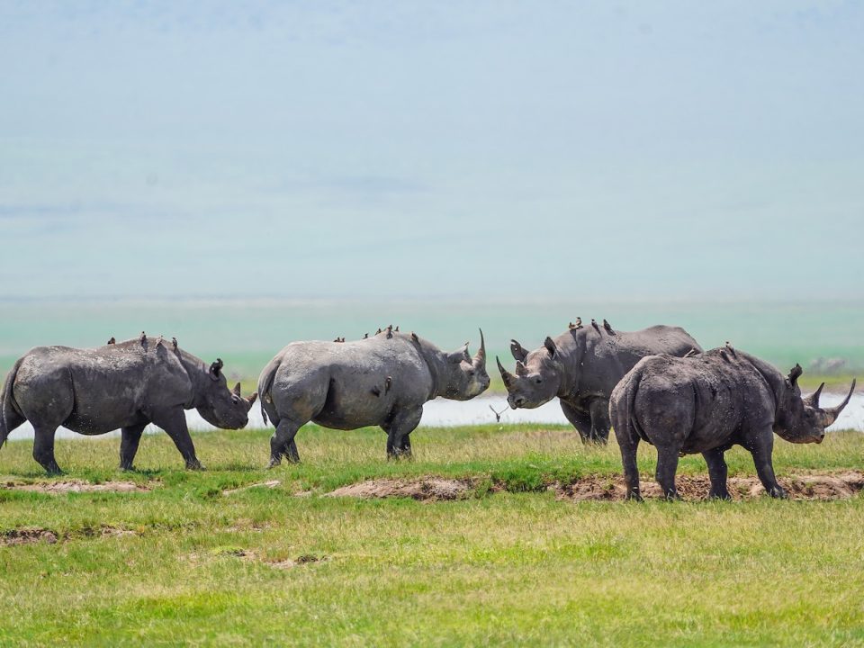 14-Day Tanzania Rwanda & Uganda Wildlife Safari