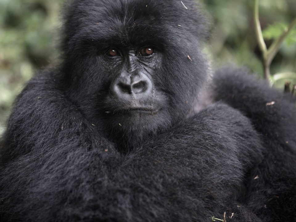 5 Days Uganda–Rwanda Primate Safari