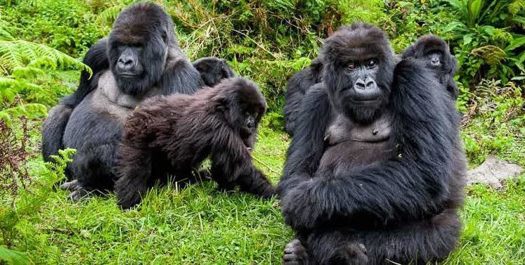 5 Days Uganda–Rwanda Primate Safari