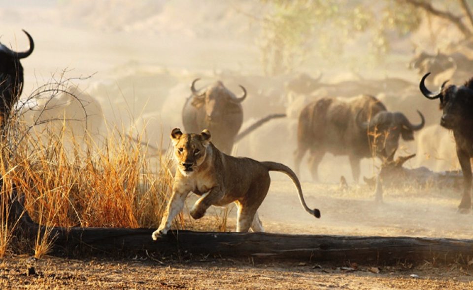 South Luangwa National Park