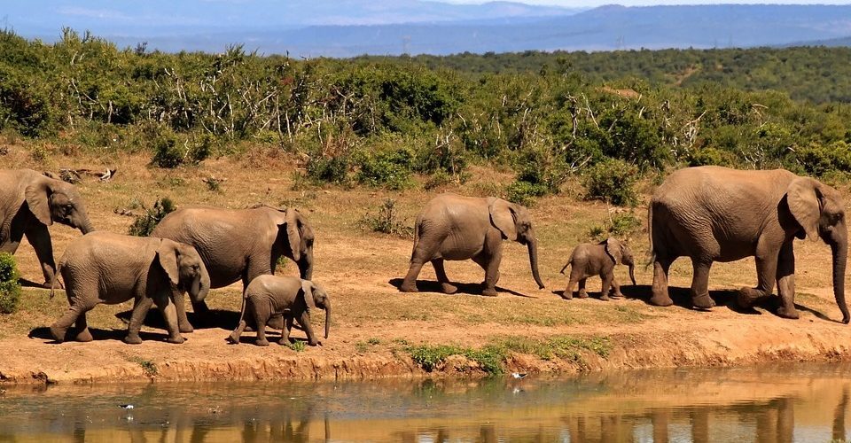 4 Days Kigali & Akagera Wildlife Experience