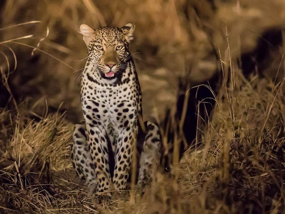 7-Day Ultimate Wildlife & Adventure Tour