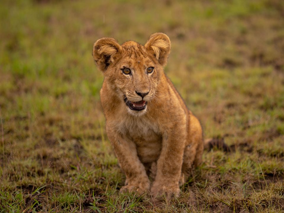 Uganda Safari Holiday