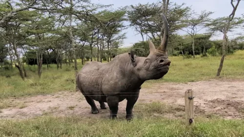 Ol Pejeta Conservancy