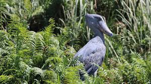 Toro Semuliki National Park