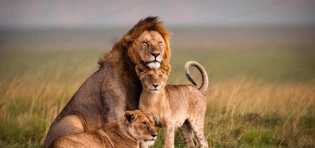 11 Days Kenya Wildlife Safari