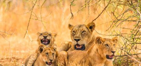 12 Days Uganda Flying Safari