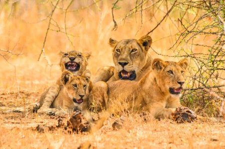 12 Days Uganda Flying Safari