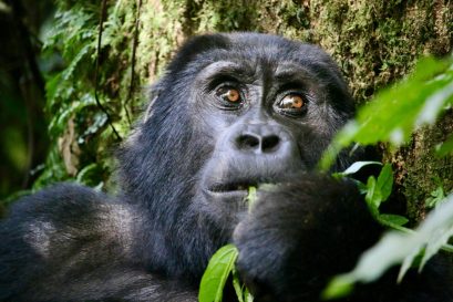 3 Days Uganda Gorilla Trekking