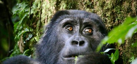 3 Days Gorilla Safaris 3 Days Uganda Gorilla Trekking