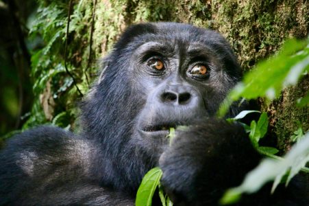 3 Days Uganda Gorilla Trekking