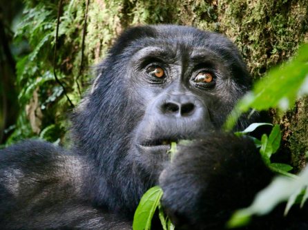 3 Days Uganda Gorilla Trekking