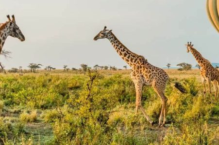 4 Days Tanzania Wildlife Safari