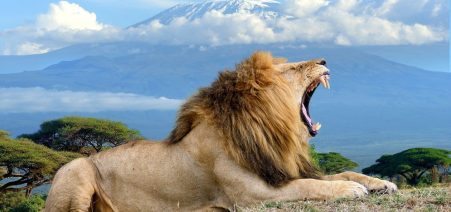 4-days-amboseli-safaris 12 Days Kenya Tanzania Safari