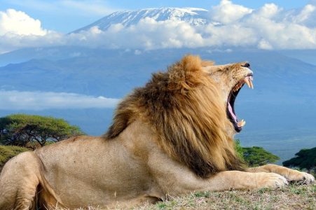 12 Days Kenya Tanzania Safari