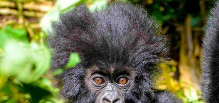 5-days-gorilla-trekking-tour 4-Days Gorillas & Golden Monkeys