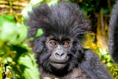 4-Days Gorillas & Golden Monkeys