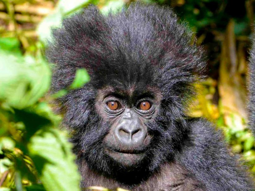 4-Days Gorillas & Golden Monkeys