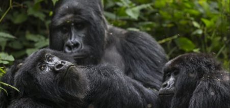 6-Days-Rwanda-Primate-Safari-tour 6 Days Rwanda Primates Safari