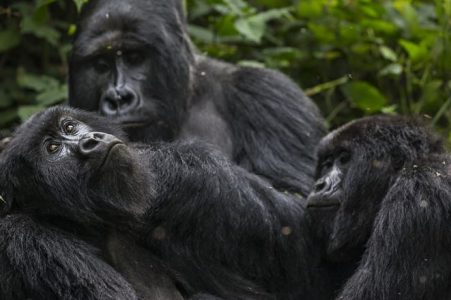 6 Days Rwanda Primates Safari