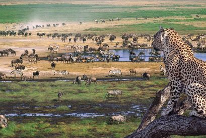 8-days-tanzania-lodge-safari-semi-luxury-package Great Wildlife Migration in Tanzania