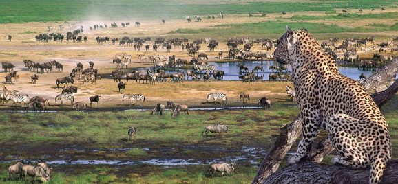 Great Wildlife Migration in Tanzania