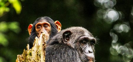 4 Days Sport Fishing & Chimpanzee Trekking