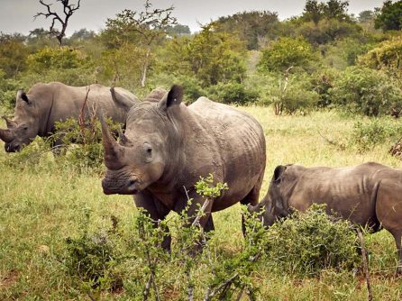 Ziwa Rhino sanctuary Uganda