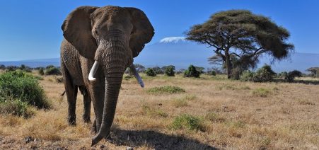 Masai Mara & Amboseli Park