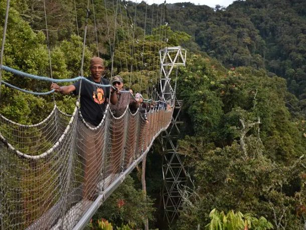 canopy walks in Nyungwe Forest
