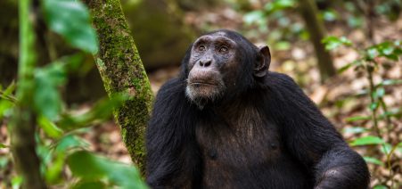 Chimpanze-Uganda Uganda Wildlife Safari