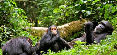 6 Days Budget Primate Explorer