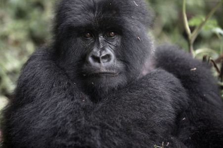 5 Days Uganda–Rwanda Primate Safari