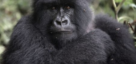 5 Days Uganda–Rwanda Primate Safari