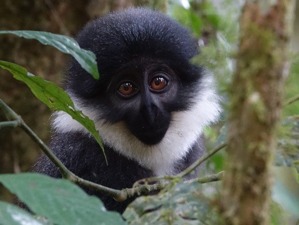 Gishwati Mukura national park