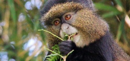 Golden-Monkey-Trekking-in-Ugandaa-750x450 5 Days Gorillas & Golden Monkey