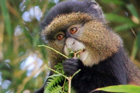 5 Days Gorillas & Golden Monkey