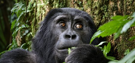 Gorilla-Trekking- Uganda Gorilla Trekking