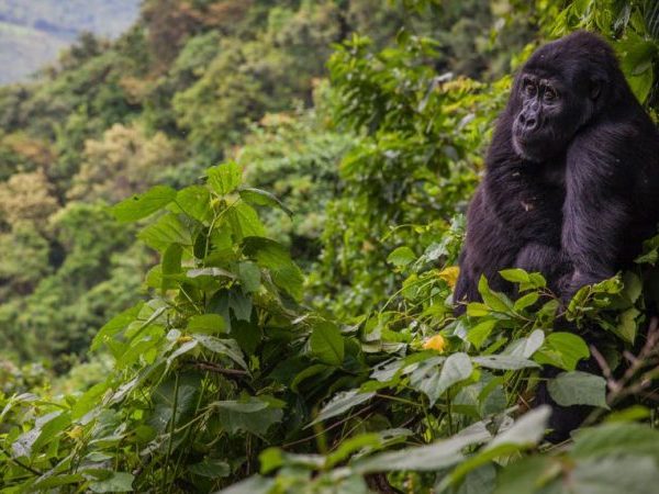 How-to-get-Bwindi-Impenetrable-National-Park Bwindi Impenetrable Forest National Park