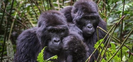 Is-It-Safe-To-Visit-Bwindi-Impenetrable-Forest-National-Park Rwanda Gorillas & Golden Monkeys
