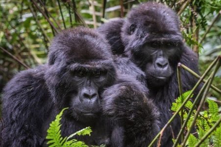 Rwanda Gorillas & Golden Monkeys