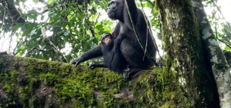 Kibale-National-Park-750x450