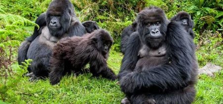 5 Days Uganda–Rwanda Primate Safari
