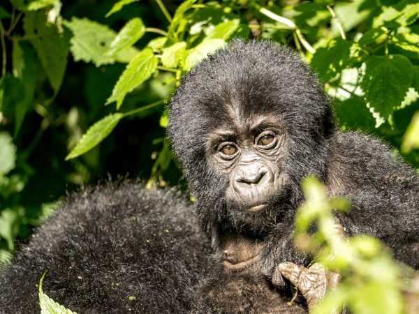 Rushaga Gorilla Sector