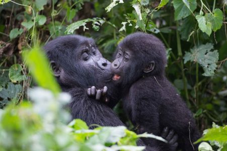 10-Day Uganda & Rwanda Experience