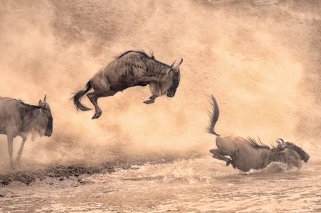 Great Wildlife Migration Kenya