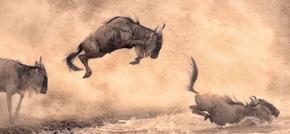 Great Wildlife Migration Kenya